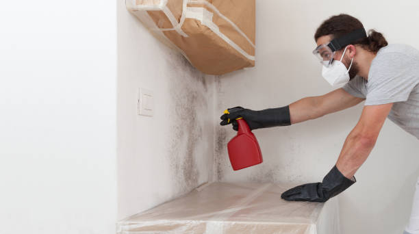 Professional Basement Mold Remediation technician working in Geneva, NY